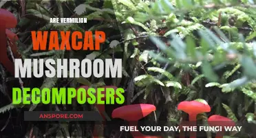 Vermilion Waxcap: Nature's Decomposing Superheroes