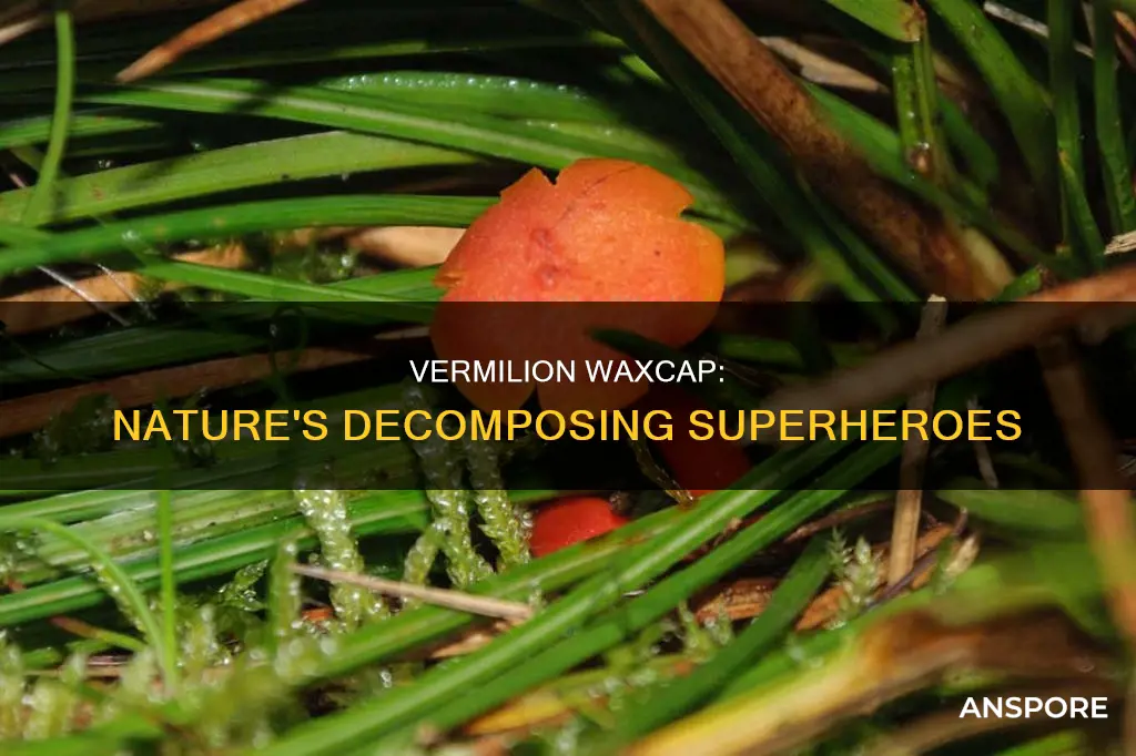are vermilion waxcap mushroom decomposers
