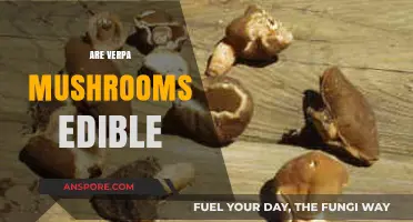 Are Verpa Mushrooms Edible? A Guide to Safe Foraging and Consumption