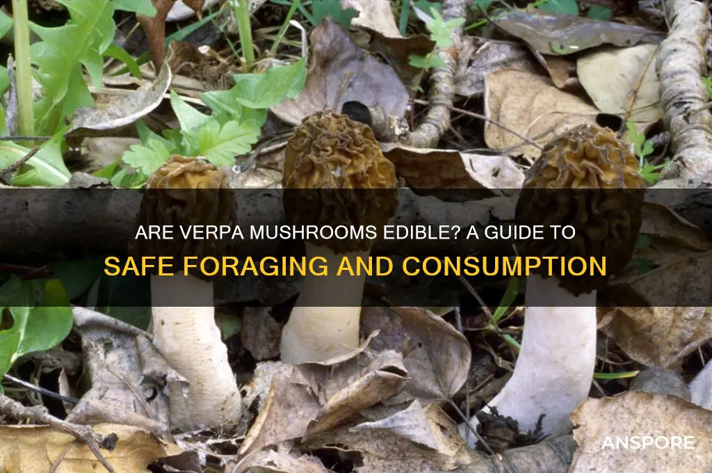 are verpa mushrooms edible
