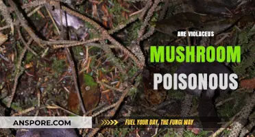 Are Violaceus Mushrooms Poisonous? Unveiling the Truth About Their Edibility