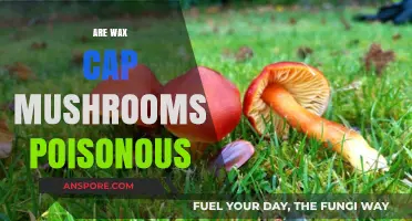 Are Wax Cap Mushrooms Poisonous? A Comprehensive Guide to Safety