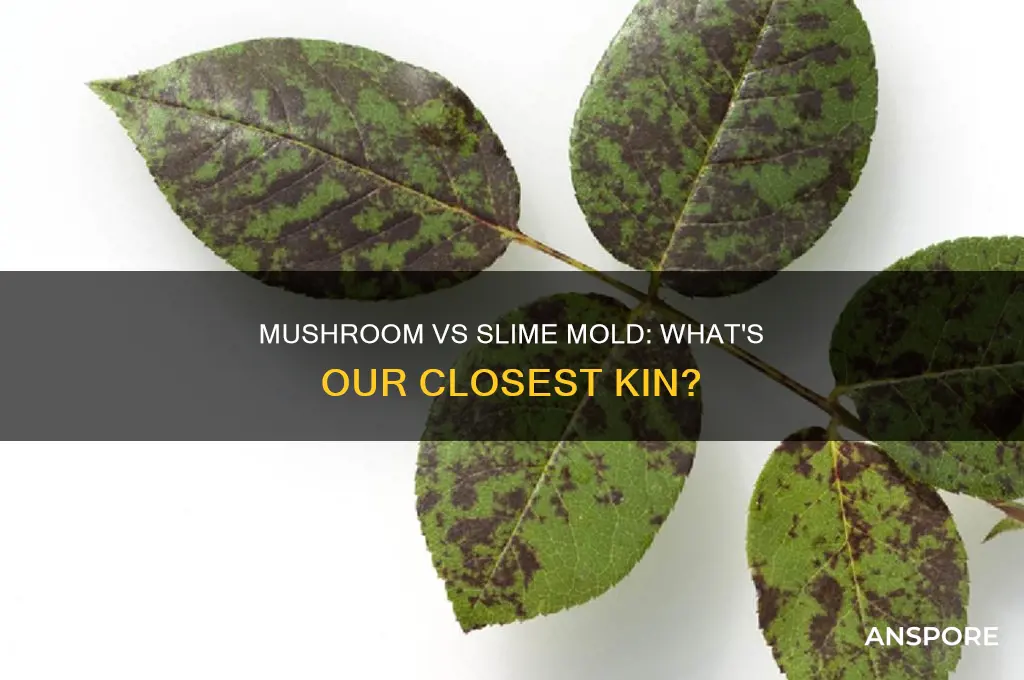 are we closer to a mushroom or slime mold