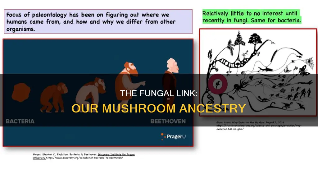 are we descended from mushrooms