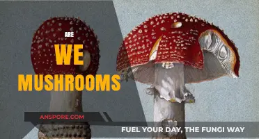Mushrooms Among Us: What Does it Mean?