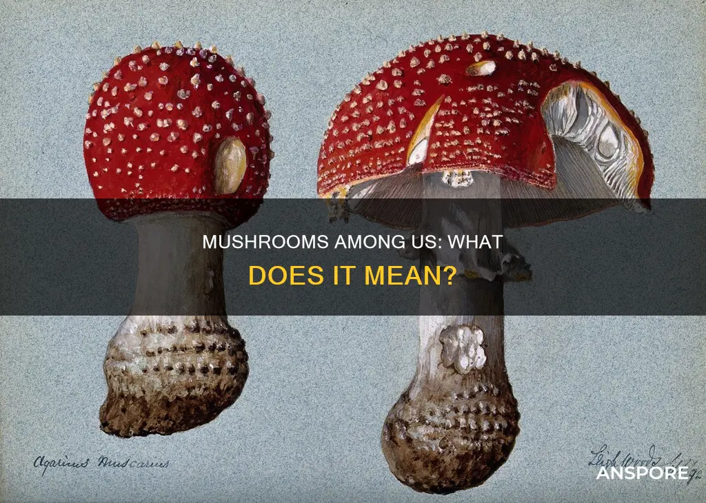 are we mushrooms