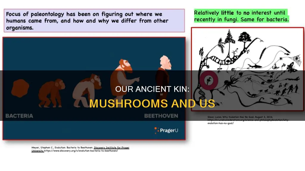 are we related to mushrooms