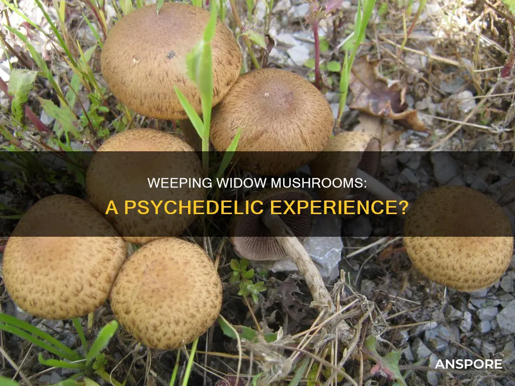are weeping widow mushroom psychedelic
