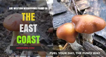 Mushroom Mystery: West Coast to East Coast