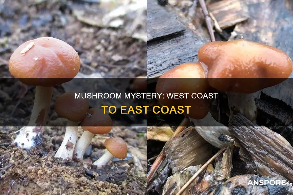 are western mushrooms found on the east coast