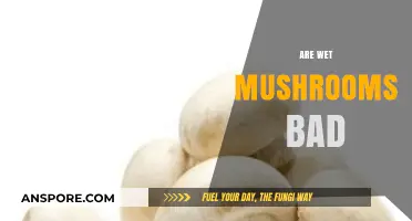 Are Wet Mushrooms Safe to Eat? Facts and Myths Explained