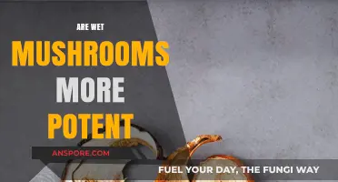 Wet Mushrooms: More Potent or Placebo Effect?