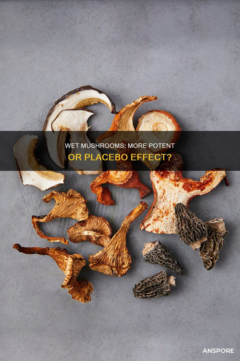 are wet mushrooms more potent