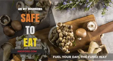 Are Wet Mushrooms Safe? Risks, Benefits, and Proper Handling Tips