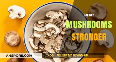 Mushroom Moisture: Does it Affect Potency?