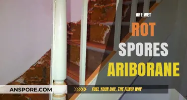 Are Wet Rot Spores Ariborane? Unraveling the Fungal Mystery