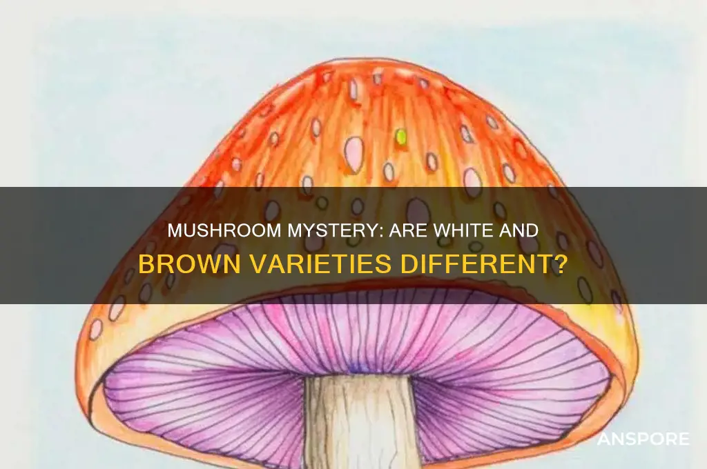 are white and brown mushrooms the same