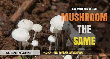White Button Mushrooms: Are They the Same?