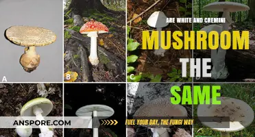 White and Cremini Mushrooms: Are They the Same?
