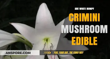 Are White Bumpy Crimini Mushrooms Safe to Eat? A Guide