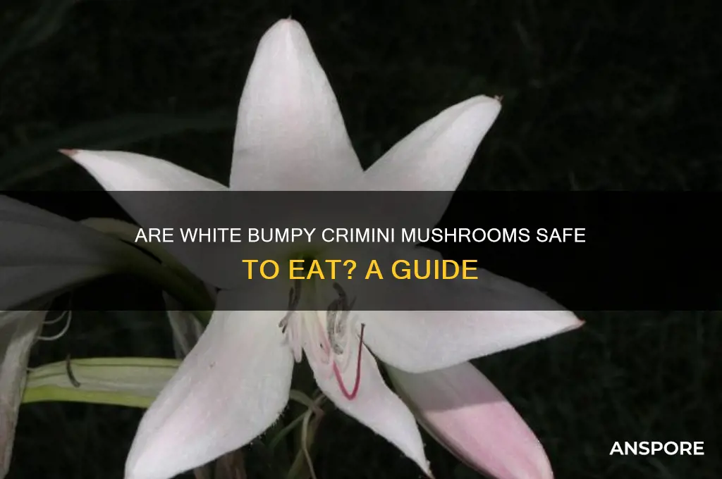 are white bumpy crimini mushrooms edible