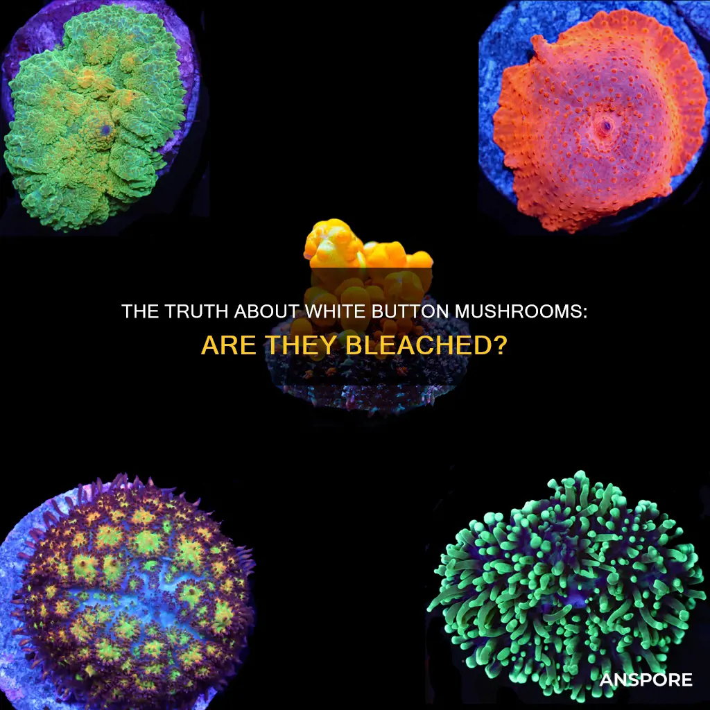 are white button mushrooms bleached