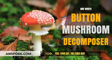 White Button Mushrooms: Nature's Decomposing Superheroes
