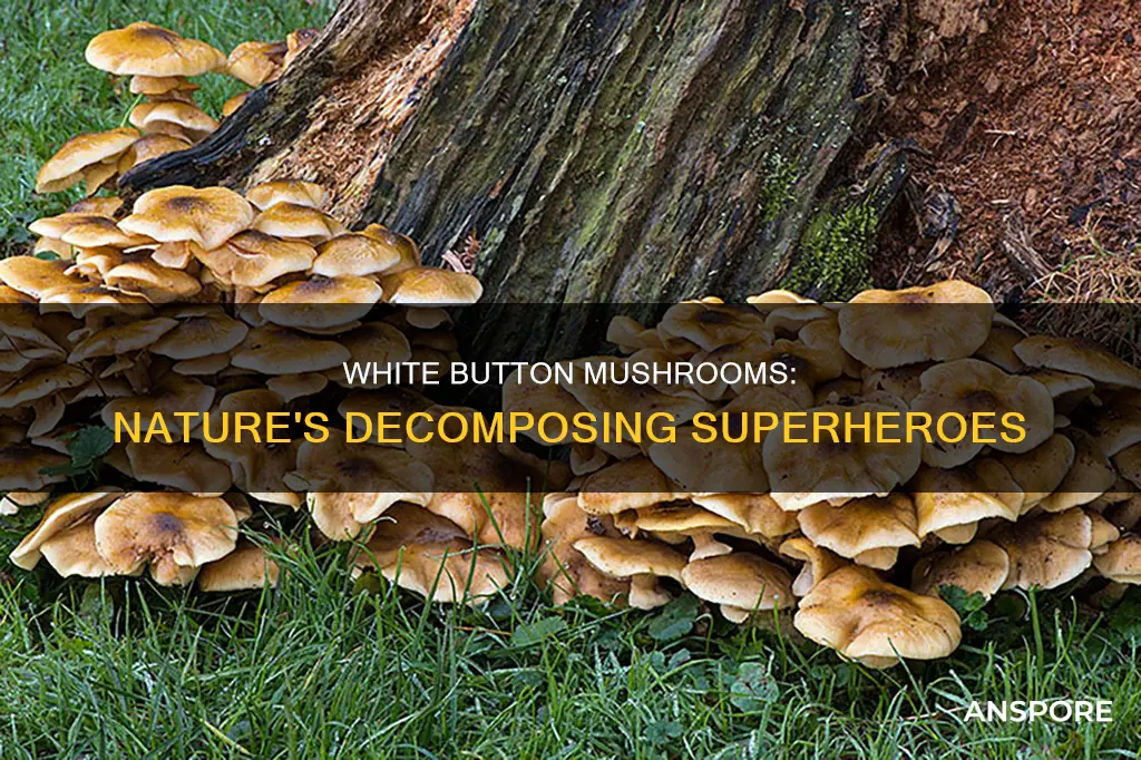 are white button mushrooms decomposers