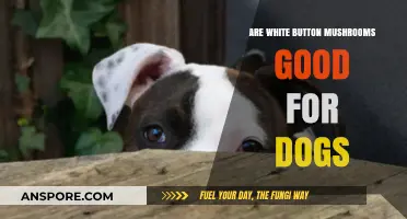 Can Dogs Eat White Button Mushrooms? Safety and Benefits Explained