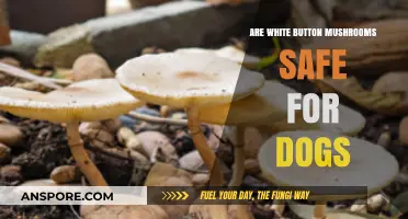Button Mushrooms: Safe Snack for Dogs?