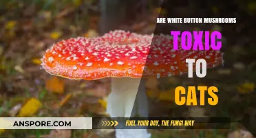 Button Mushrooms: Are They Toxic to Cats?