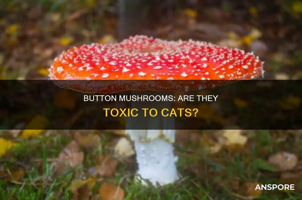 are white button mushrooms toxic to cats