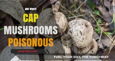 Are White Cap Mushrooms Poisonous? Uncovering the Truth About Their Safety