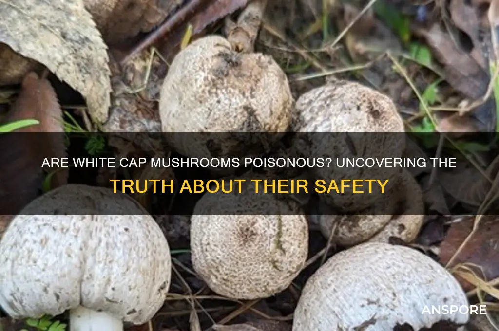 are white cap mushrooms poisonous