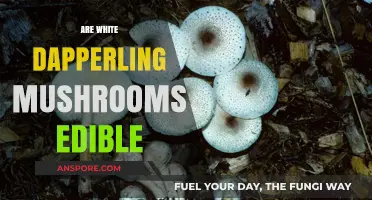 Are White Dapperling Mushrooms Edible? A Comprehensive Guide