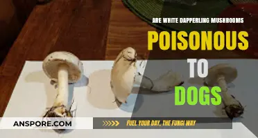 Are White Dapperling Mushrooms Poisonous to Dogs? Find Out Now