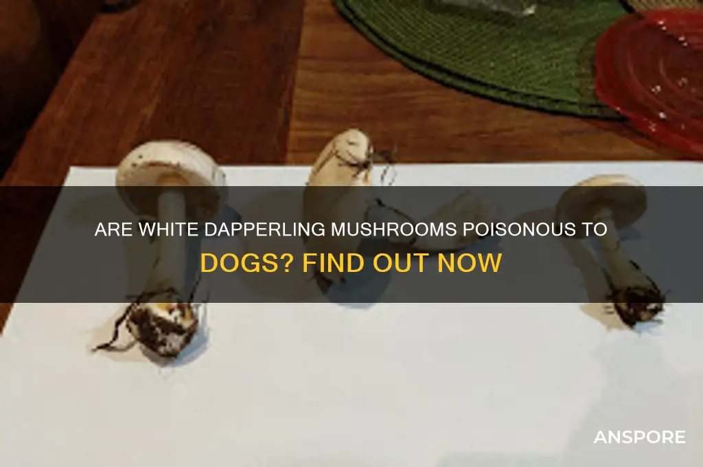 are white dapperling mushrooms poisonous to dogs