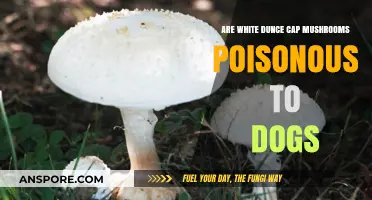 Are White Dunce Cap Mushrooms Toxic to Dogs? Find Out Now