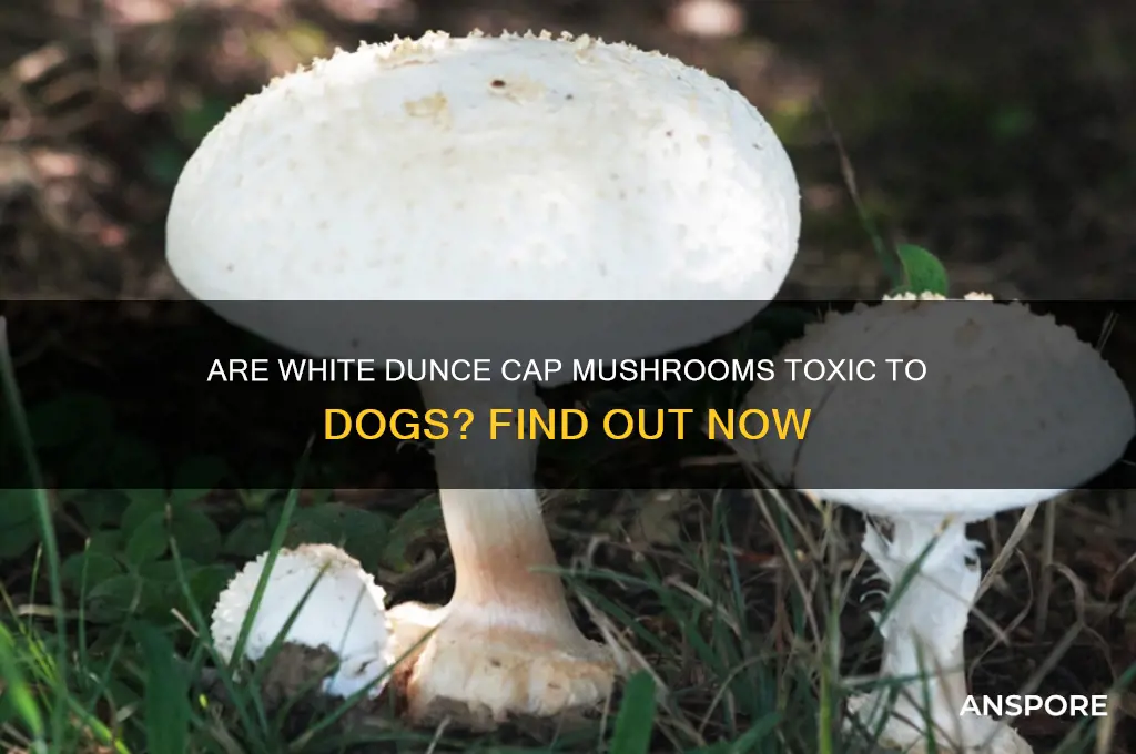 are white dunce cap mushrooms poisonous to dogs