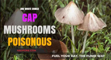 Are White Dunce Cap Mushrooms Poisonous? A Comprehensive Guide