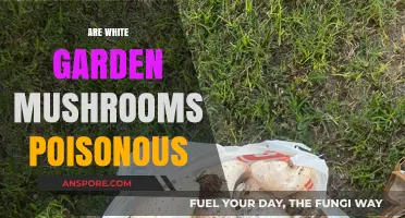 Are White Garden Mushrooms Poisonous? A Guide to Safe Identification