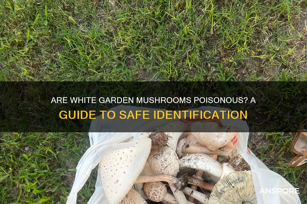 are white garden mushrooms poisonous