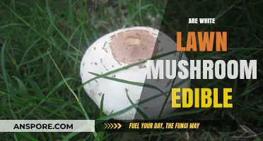 Are White Lawn Mushrooms Edible? A Safe Foraging Guide