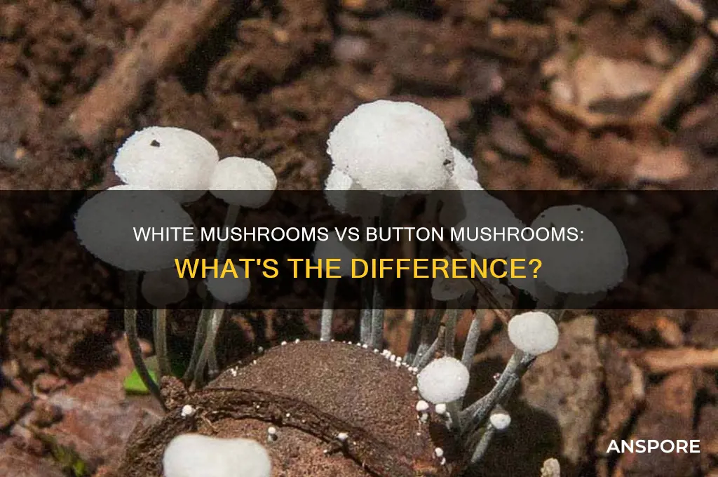 are white mishrooms the same as buttin mushrooms