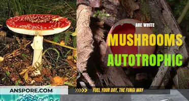 Mushrooms: Autotrophic or Not?