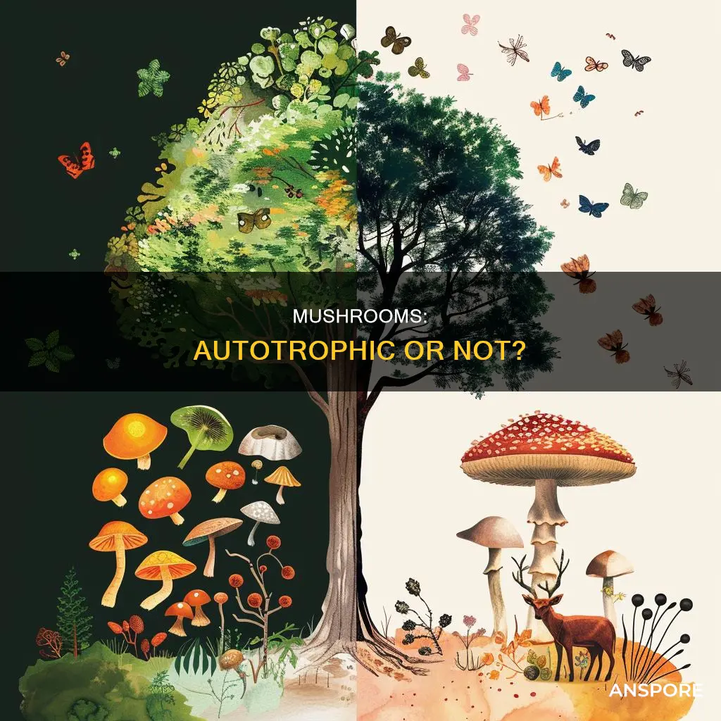 are white mushrooms autotrophic