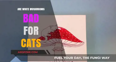 Are White Mushrooms Safe for Cats? Risks and Precautions Explained