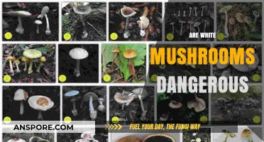 White Mushrooms: Are They Safe or Toxic?