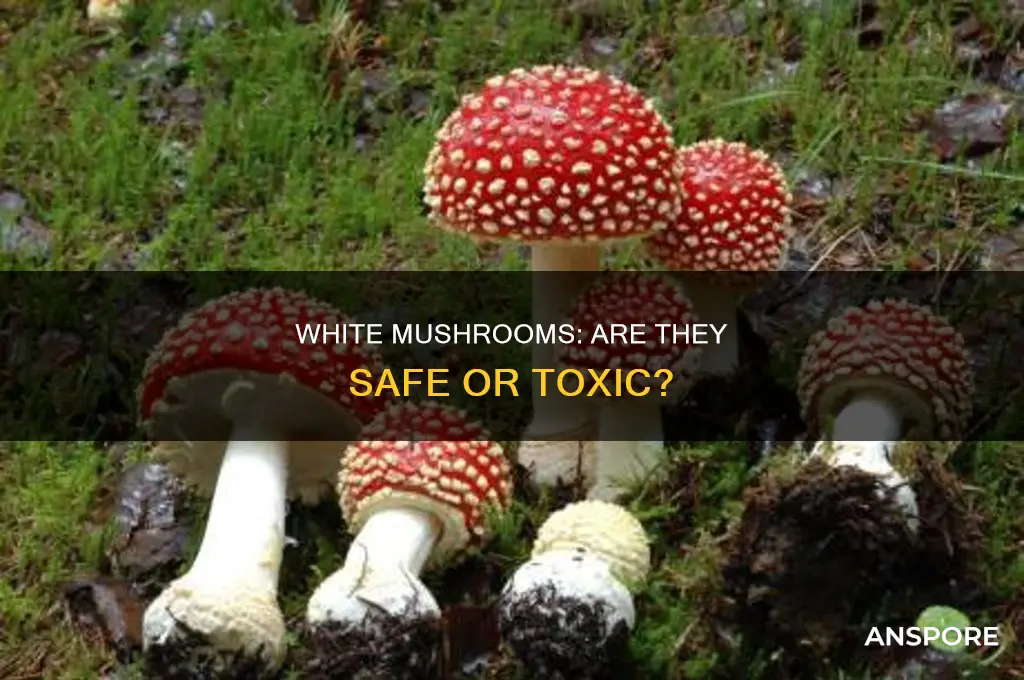 are white mushrooms dangerous