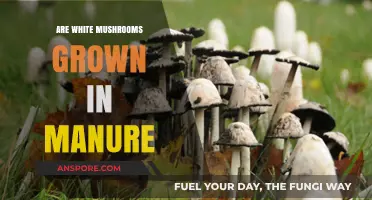 How White Mushrooms Grow in Manure